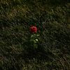 rosna_ilha
