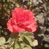 rayan.ahmad475