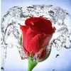 serine.tlm7