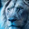 ahmed.alshami98