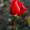 son.duong0020