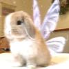 bres_bunny