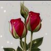 user4187390137407