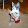 venturacat_