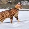 gatti_bengala_giunone