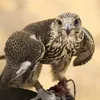 user9733024300842