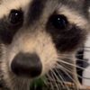 raccoonpappa