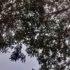 nursyan566