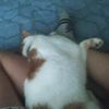 kuky_the_cat0