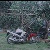 panzz50t
