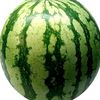 grif_.yon
