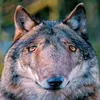 wolf_585