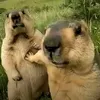 pumba19_