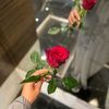 koka.masoud