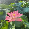 thanhthao.8686