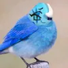 hsbshsjev