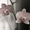 aoiame00