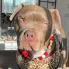 rubyandkumba_xlbully
