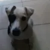 dogfjenne