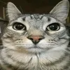 cat_t3ch