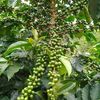 finca.manuel