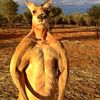 baldkangaroo0