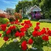 amal_3512