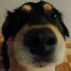 zozolek1_1
