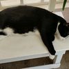 el.gato678