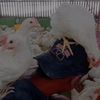 gfarm68