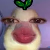 jamaicaskib1d1