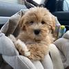 Ralph_TheMaltipoo