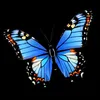 papillon.bleu677ozark277