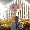 3291492585088hauphan