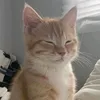 cuteciti