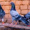 🕊️Bird Lovers 🦅🔥