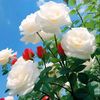 anamijaz767