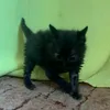 meow_mi_mi