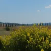 francescosturlini