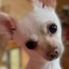 arlo_el_chihuahua