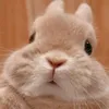 skippyforever24