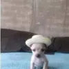 ᥫ᭡