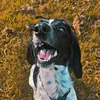 dottiethesprocker