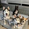 huskiesandfriends