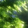 anhvy_1412