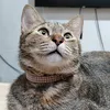 meowfias_dogoons