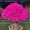 vattucaycanhbonsai
