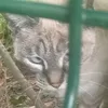 lange.des.animaux