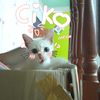 cikoo071