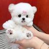 dogbabycute2